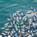 Innovador proyecto de agroforestería impulsa la seguridad alimentaria en Coripata, Bolivia