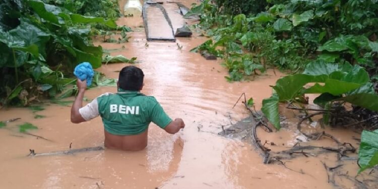 Desafíos en la producción de cacao silvestre en Bolivia: una amenaza para la excelencia del producto.