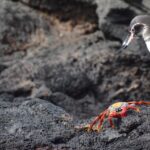¿Cómo afecta la ansiedad a los pasajeros durante un vuelo y qué medidas pueden ayudar?