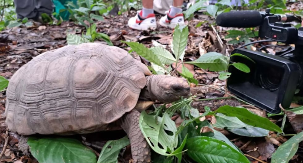 Tortugas motelo y añujes rescatados de traficantes de fauna silvestre son liberados en la Amazonía peruana.