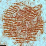 Informe de la ONU denuncia graves violaciones a los derechos humanos en Nicaragua