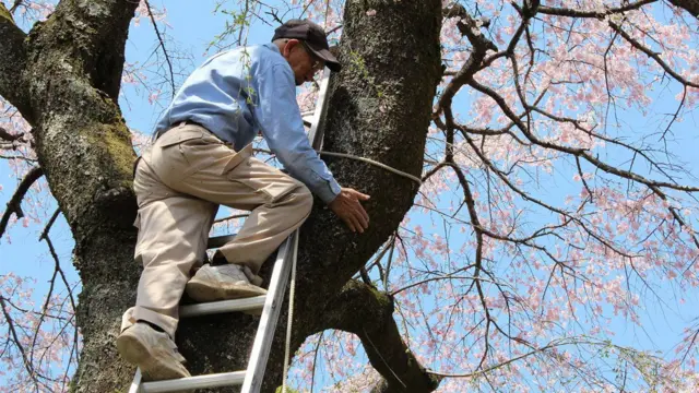 El legado de la familia Sano: guardianes de los cerezos en flor en Kioto, Japón