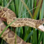 El Vaticano revela las primeras imágenes del papa Francisco en su féretro